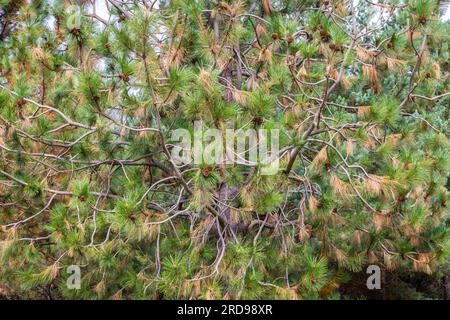 Pinus pinaster, the maritime pine or cluster pine tree close-up view of the needles and cones, Cuenca Alta del Manzanares Regional Park, Central Spain Stock Photo