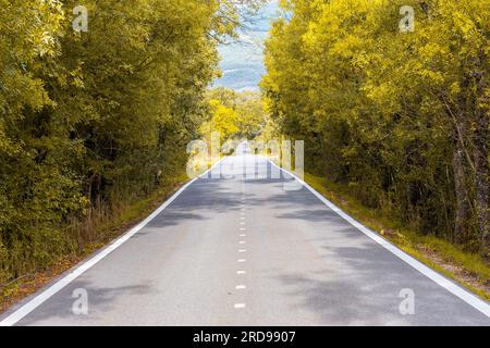 Straight tarmac empty road through golden autumn forest in Central Spain. Stock Photo