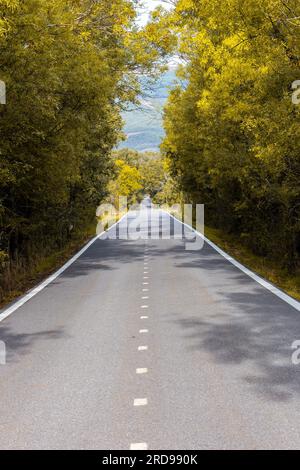Straight tarmac empty road through golden autumn forest in Central Spain. Stock Photo