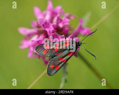six spot burnet (Zygaena filipendulae) a day-flying moth feeding on nectar of Betony flowers i(Betonica officinalis) n Cumbria, England, UK Stock Photo