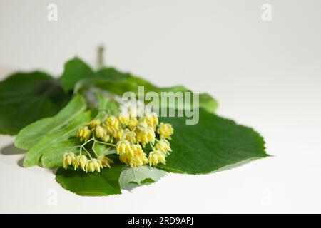 Collected linden flowers on a white background. Stock Photo