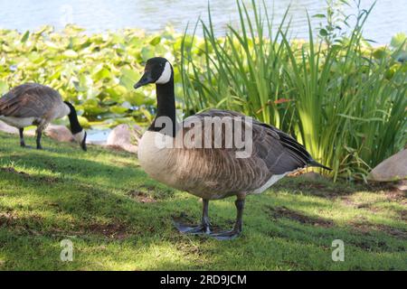 Goose in Jackson Park, Chicago Stock Photo