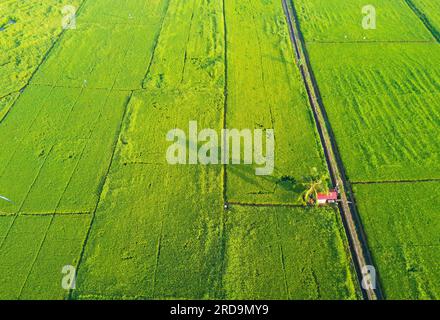arial view of green paddy field on east asia during sunrise Stock Photo ...