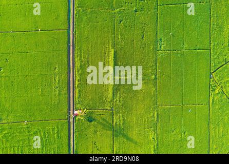 arial view of green paddy field on east asia during sunrise Stock Photo ...