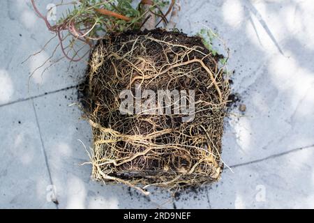 Repotting dracaena with root bounding. Root bound house plant. Tight Root ball of the plant. Stock Photo