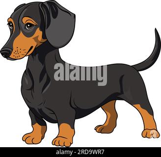 Cute Dachshund dog isolated on white background. Flat Vector illustration Stock Vector