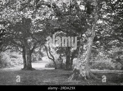 A Glade In New Forest from the book ' British highways and byways from a motor car ' by Murphy, Thos. D. (Thomas Dowler), 1866-1928 BEING A RECORD OF A FIVE THOUSAND MILE TOUR IN ENGLAND, WALES AND SCOTLAND With Sixteen Illustrations in Colour and Thirty-two Duogravures From Photographs; Also Two Descriptive Maps. Published 1908 L. C. Page & company Boston Stock Photo