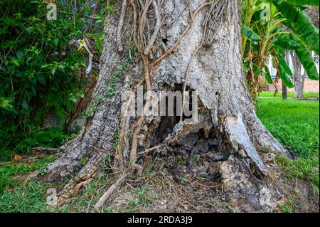 Closeup of severely rotted tree in a residential neighborhood in New Orleans, Louisiana, USA Stock Photo