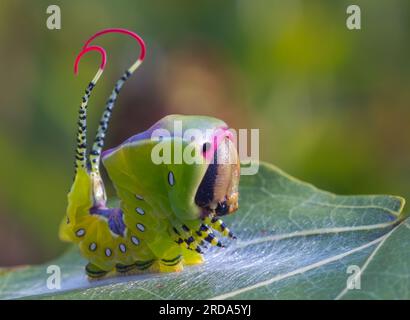 Beautiful caterpillar in a frightening pose, unique animal behaviour Stock Photo