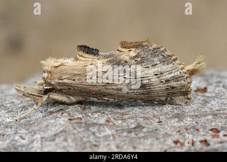 Closeup on the odd-looking Pale Prominent Notodontid moth, Pterostoma palpina sitting on wood Stock Photo