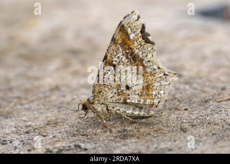 Closeup on the Sharp-angled Peacock geometer moth, Macaria alternata with folded wings Stock Photo