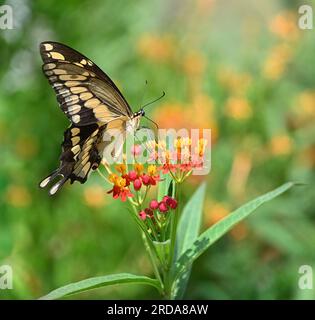 Giant swallowtail butterfly (Papilio cresphontes) feeding on Milkweed flowers in the summer garden. Stock Photo