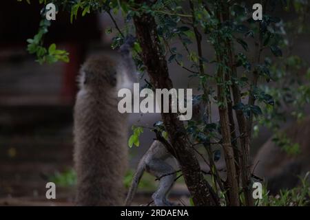 Gang of monkeys in Kenya Africa. Monkeys take over a hotel, Safari lodge. Baby monkeys in the rain, macaque monkeys Stock Photo