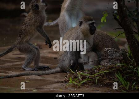 Gang of monkeys in Kenya Africa. Monkeys take over a hotel, Safari lodge. Baby monkeys in the rain, macaque monkeys Stock Photo