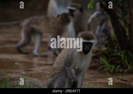 Gang of monkeys in Kenya Africa. Monkeys take over a hotel, Safari lodge. Baby monkeys in the rain, macaque monkeys Stock Photo