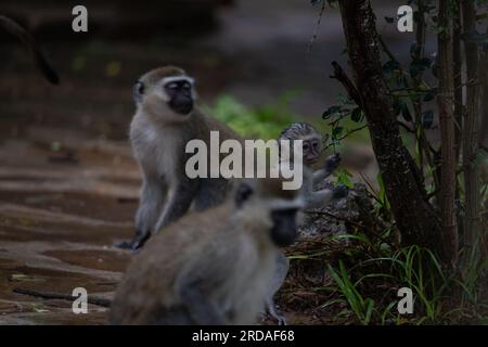 Gang of monkeys in Kenya Africa. Monkeys take over a hotel, Safari lodge. Baby monkeys in the rain, macaque monkeys Stock Photo