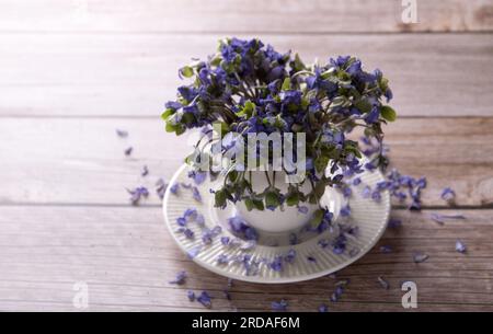 photo of wilted Hepatica flowers in a cup on a saucer on the table. Stock Photo