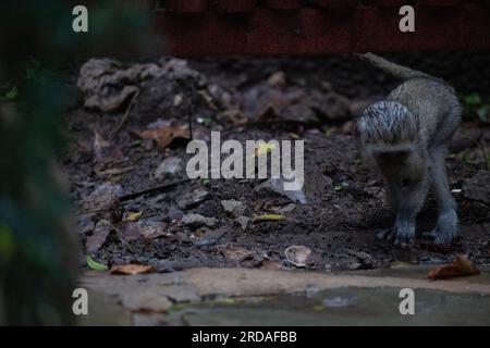 Gang of monkeys in Kenya Africa. Monkeys take over a hotel, Safari lodge. Baby monkeys in the rain, macaque monkeys Stock Photo