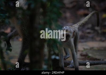 Gang of monkeys in Kenya Africa. Monkeys take over a hotel, Safari lodge. Baby monkeys in the rain, macaque monkeys Stock Photo