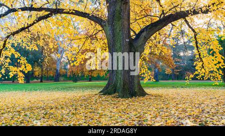 Large trees in a park in Autumn with bright yellow leaves covering the ground underneath at Castlemaine in Central Victoria, Australia. Stock Photo