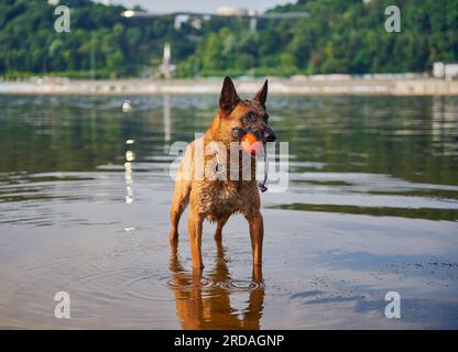 Portrait of Belgian Malinois Shepherd dog standing in the river Stock Photo