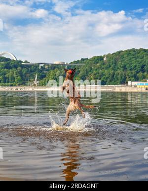 Belgian Shepherd Malinois dog playing and jumping in a river Stock Photo