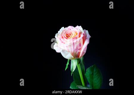 Fiesta rose. Marble rose. rose on black background Stock Photo