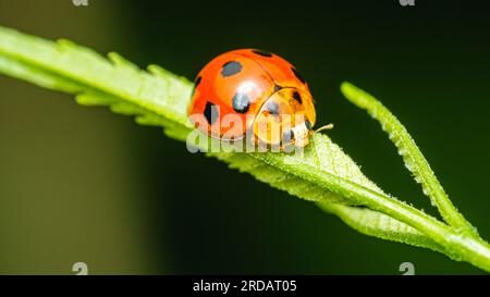 Red Ladybugs on green leaf and nature blurred background. Stock Photo