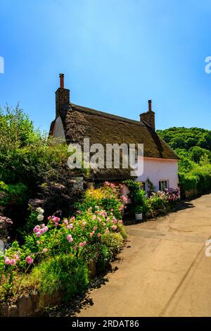 A traditional thatched cottage with a colourful garden in Dunster, Somerset, England, UK Stock Photo