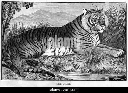 Engraving of a tiger, circa 1880 Stock Photo