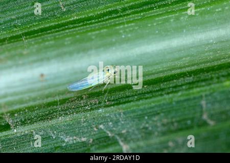 Maize leafhopper (Zyginidia scutellaris) pest of corn crop. Stock Photo