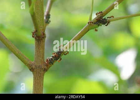 Red ants tending to aphids on a maple shoot.v Stock Photo