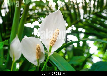 Peace Lily white flowers growing in botanical garden closeup. Spathiphyllum cochlearispathum flowering plants grow close up. Blooming evergreen perenn Stock Photo