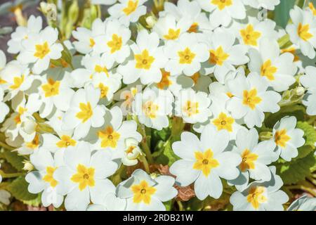 English primrose small white flowers growing in spring garden, top view. Blooming bright perennial Primula vulgaris grow in summer sunny backyard. Cut Stock Photo