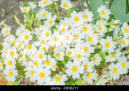 English primrose small white flowers growing in spring garden, top view. Blooming bright Primula vulgaris grow in summer sunny forest Stock Photo