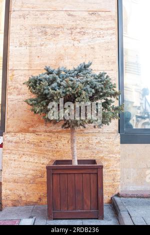 Blue spruce growing in large wooden pot on city street. Potted green fir growth on summer backyard. Evergreen decorative tree grow in big woods flower Stock Photo