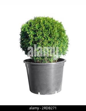 Ball trimmed thuja in plastic pot isolated on white background. Big potted green thuya grow on backyard cutout. Round shape evergreen topiary tree in Stock Photo