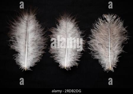 Three large bird feathers lie on a black fabric as a background, lightness Stock Photo