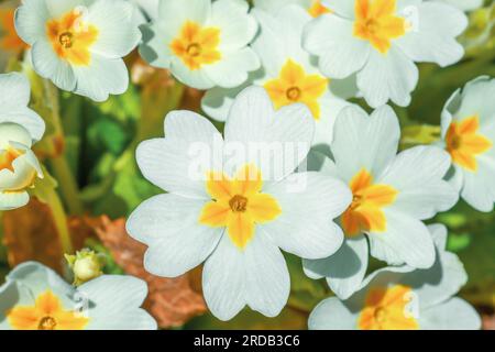 English primrose small white flowers growing in spring sunny garden closeup, top view. Blooming bright Primula vulgaris grow in summer sun light yard Stock Photo