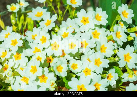 English primrose small white flowers growing in spring garden, top view. Blooming bright Primula vulgaris grow in summer sunny backyard Stock Photo