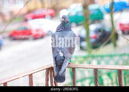 Funny dove with its head turned like an owl standing on balcony corner. Silly rock pigeon stand on terrace outside. Crazy domestic bird looking back. Stock Photo