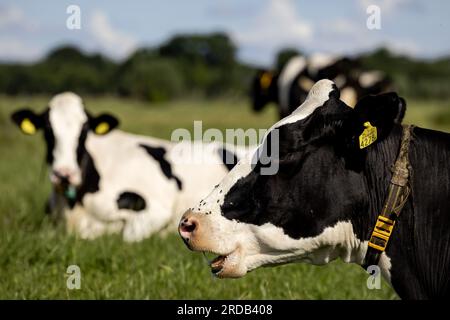 SOEST - 20/07/2023, Cows in the meadow on a sustainable farm that supplies the FrieslandCampina pillar cooperative. ANP ROBIN VAN LONKHUIJSEN netherlands out - belgium out Stock Photo