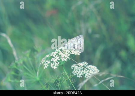 Marbled white beauty butterfly sitting on Cow Parsley white flowers in spring green field. Melanargia galathea sits on Anthriscus sylvestris in summer Stock Photo