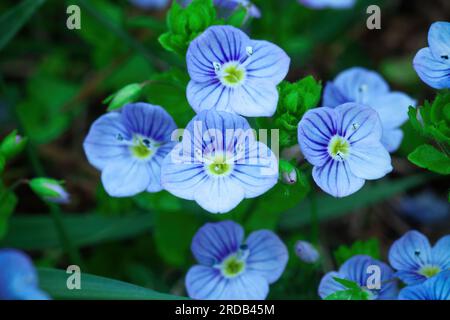 Little Veronica peduncularis Georgia blue flowers growing in spring meadow. Small germander birds-eye speedwell, cats eyes plants grow in summer field Stock Photo