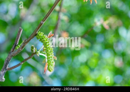 Walnuts blossoms tree in spring light garden close up. Closeup Juglans regia blomming branch by blurry green background. Male flowers and young red le Stock Photo