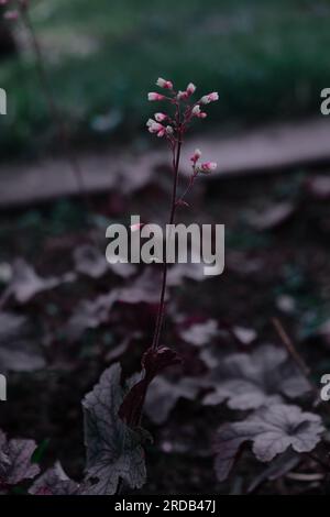 Texture pattern of plant in trendy color Stock Photo