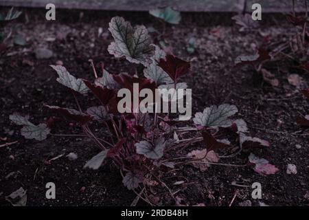 Texture pattern of plant in trendy color Stock Photo