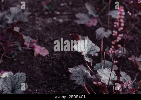 Texture pattern of plant in trendy color Stock Photo