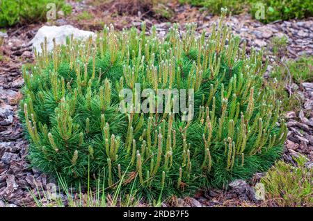 Mountain pine Mughus in a flowerbed mulched with pine bark. Coniferous ornamental tree, in the shape of a sphere. Stock Photo