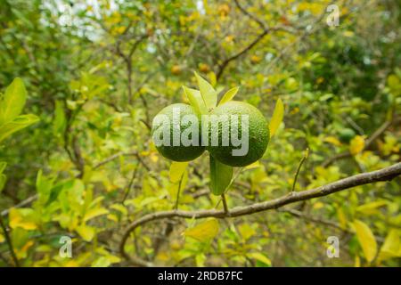 Green lemons on the tree in the garden. Stock Photo